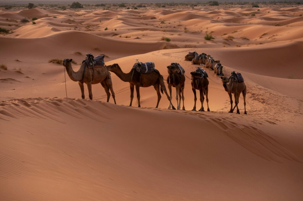 Camel caravan walking in a desert in Dubai on a sunny day