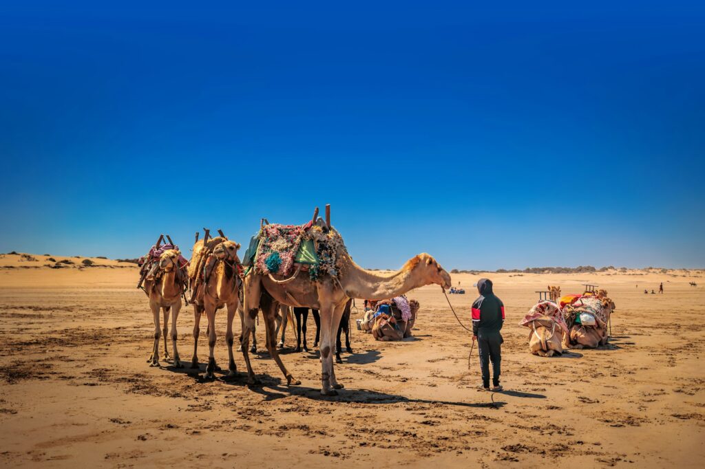 Dromedaries at rest in the desert.